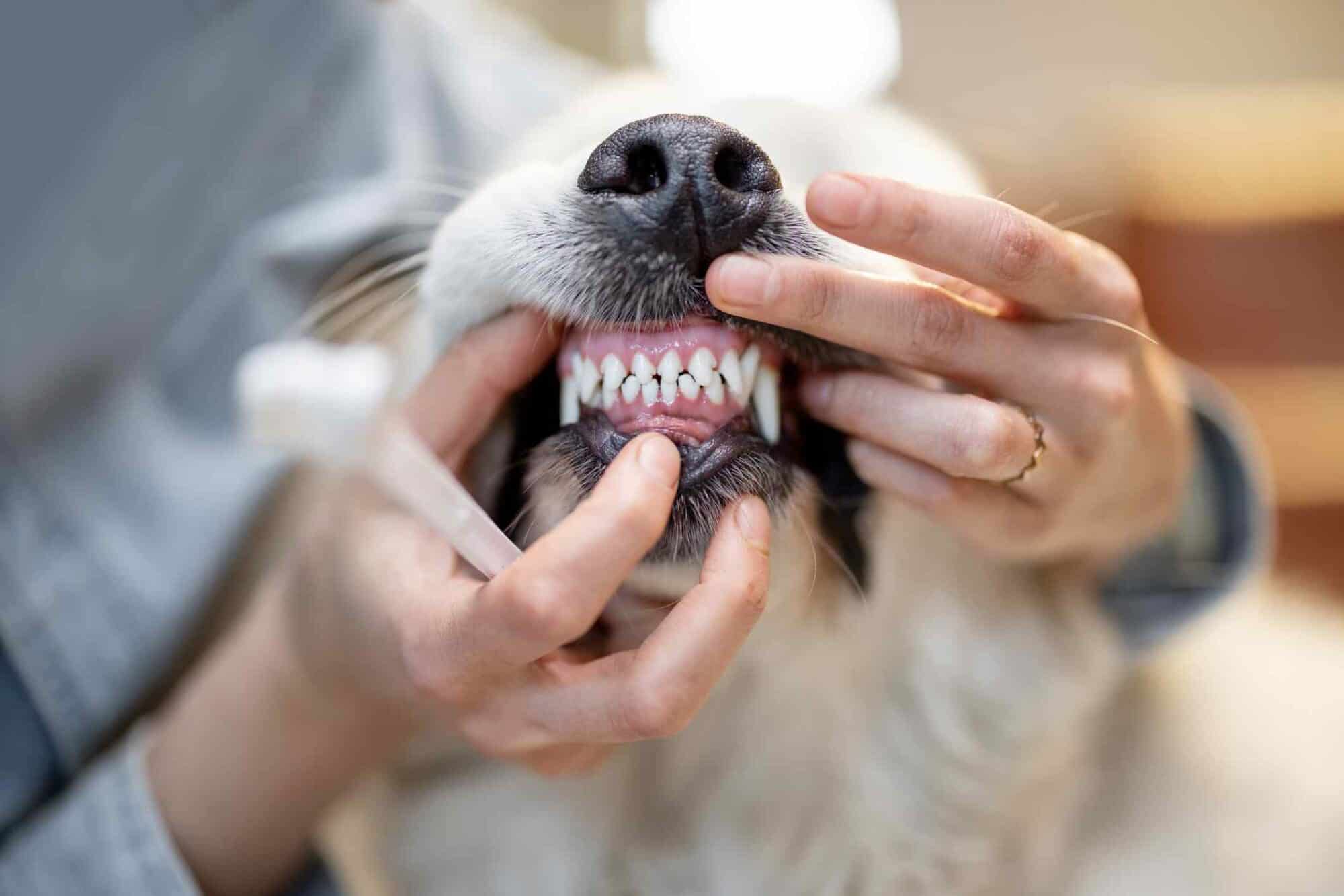 dogs mouth open showing teeth