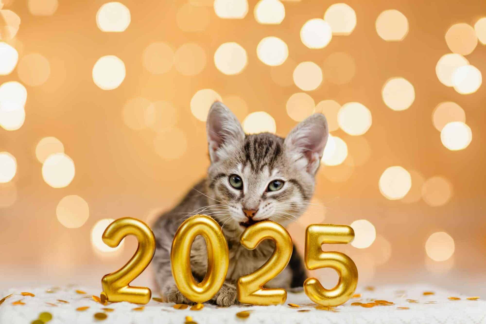 cat with 2025 sign