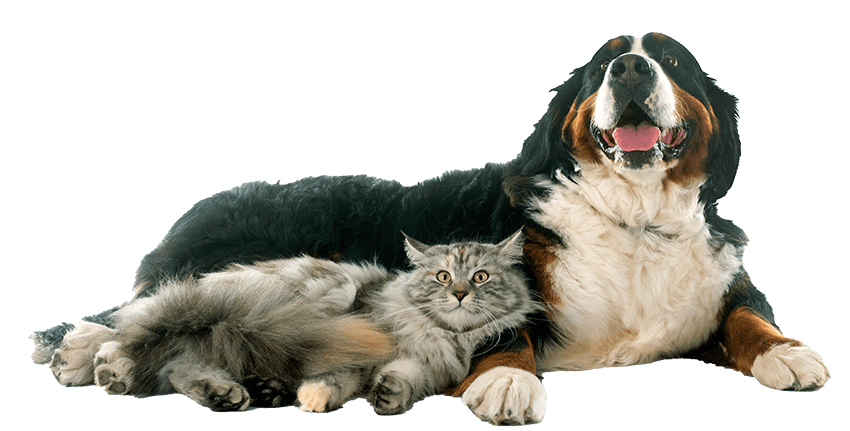 A dog and cat