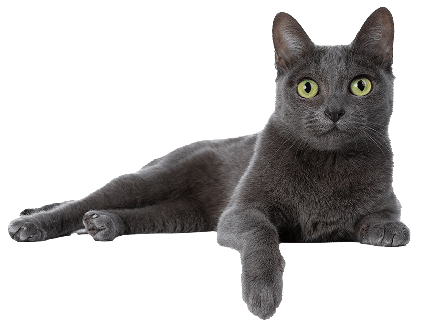 A grey cat